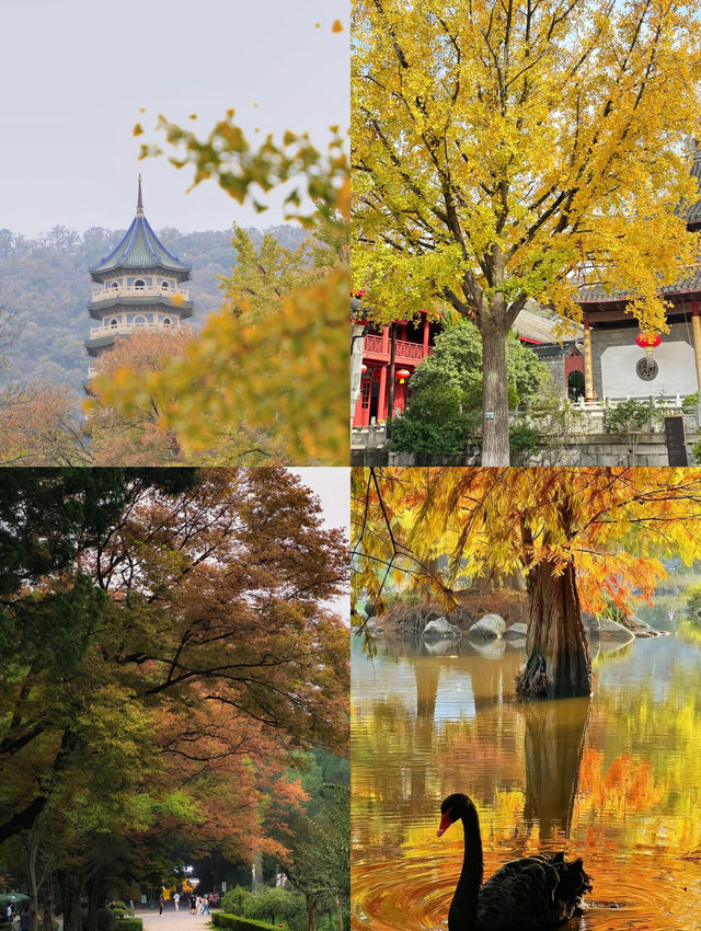 南京賞秋攻略必打卡的6個秋日童話地！