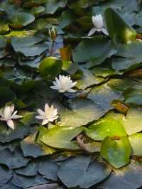 人民公園的春夏