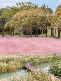 赴一場與蘆葦的約會，下渚湖的秋，藏不住的美