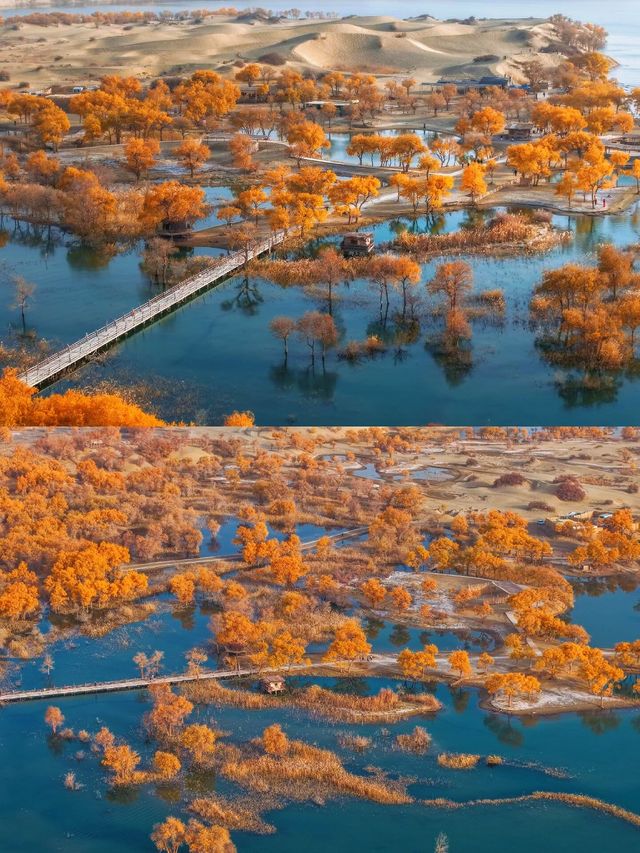 金色童話胡楊林秘境 金色童話胡楊林秘境