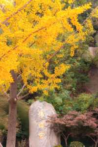 牛首山秋季限定「金」景，已閃亮登場！