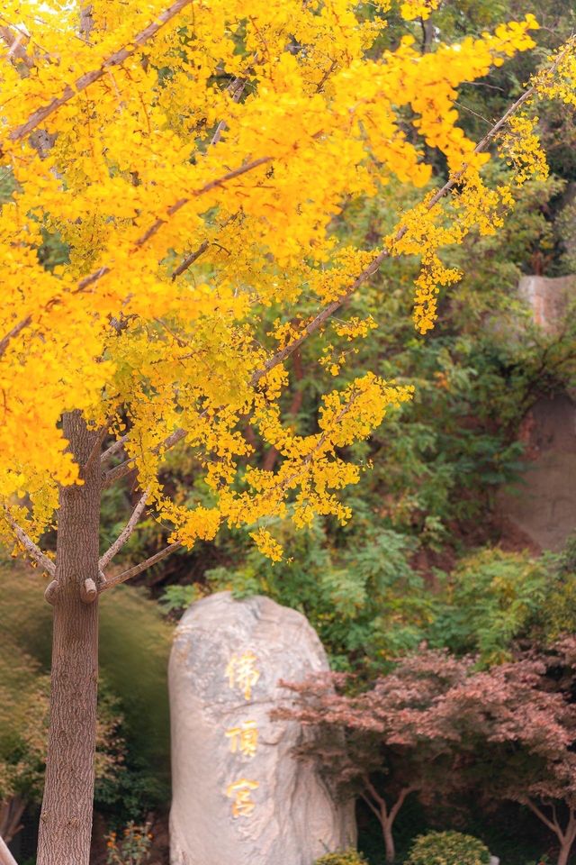 牛首山秋季限定「金」景，已閃亮登場！