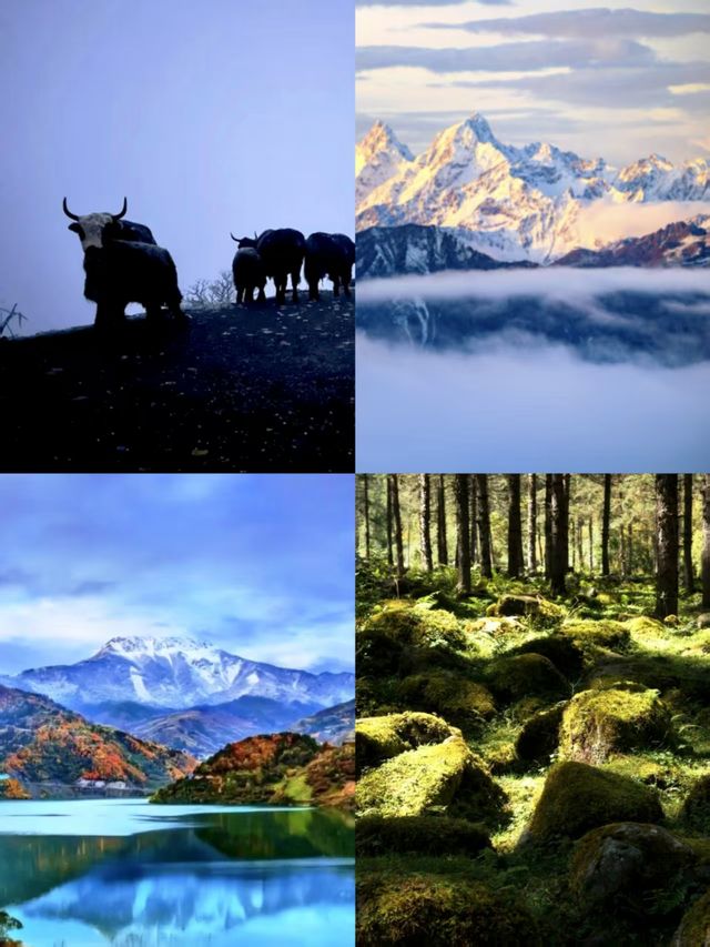 神木壘川西秘境中的森林、草甸與雪山盛宴