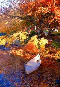 魔都上海的深秋初冬美到窒息徒步拍照聖地機位全公開!