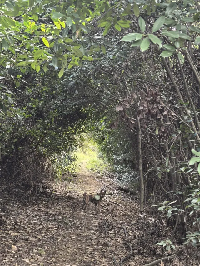 寧波徒步 | 山海徑，烽火台，風車路