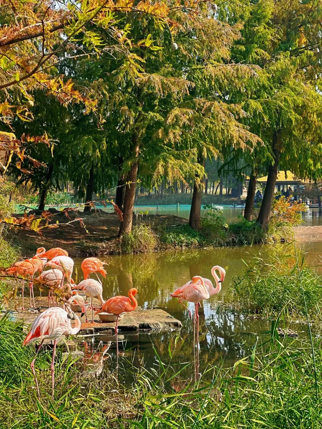 杭州灣濕地公園——承包我對秋冬的所有浪漫 杭州灣濕地公園——承包我對秋冬的所有浪漫