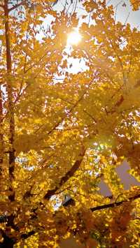 泉州承天寺銀杏限定12月開掛式絕美打卡指南！