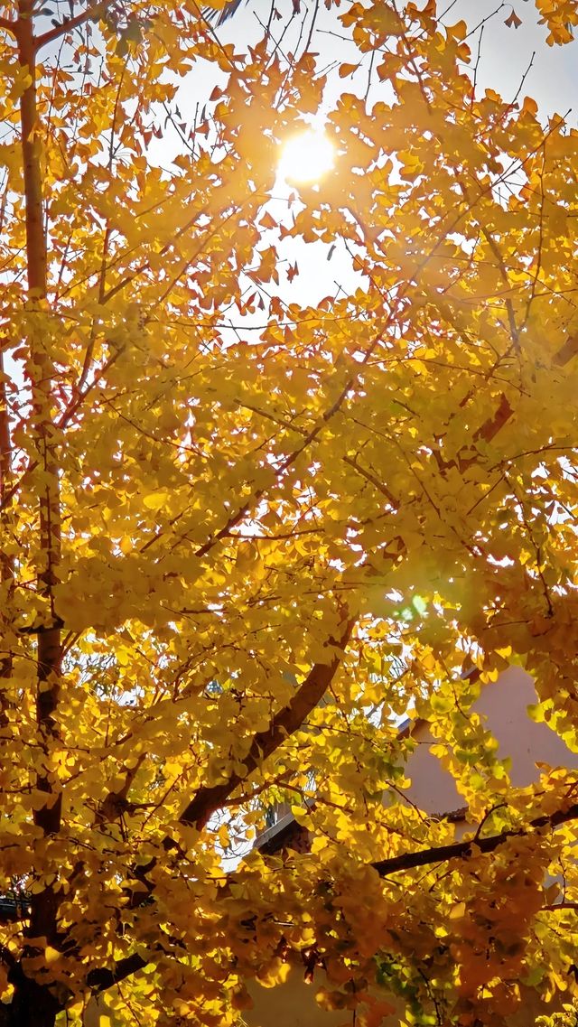 泉州承天寺銀杏限定12月開掛式絕美打卡指南！