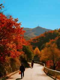 帶娃解鎖北京紅葉四大頂流親子賞秋保姆級攻略