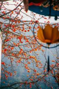 南澳古剎南山寺,木棉盛開如詩畫