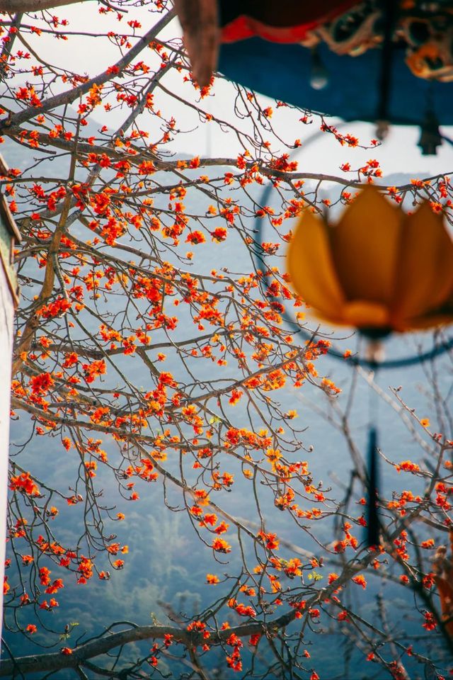 南澳古剎南山寺,木棉盛開如詩畫 南澳古剎南山寺,木棉盛開如詩畫