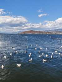 大理海東自駕一日遊｜喜洲稻田+海鷗，承包治癒系美好