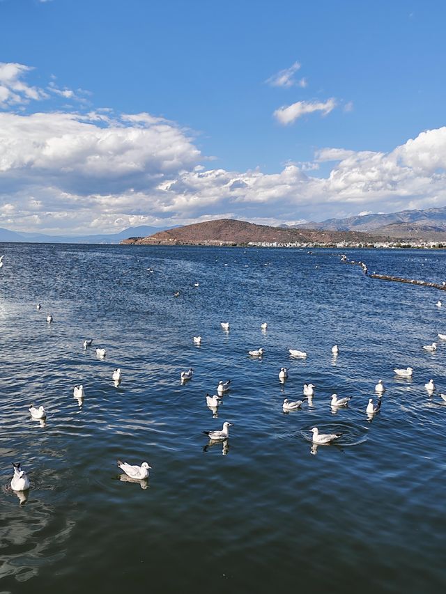 大理海東自駕一日遊｜喜洲稻田+海鷗，承包治癒系美好