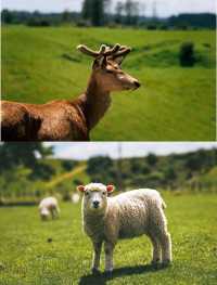 誰懂啊！在新西蘭被羊駝包圍太幸福了