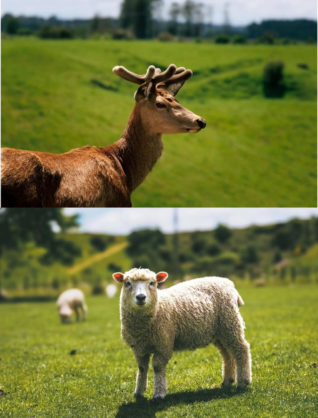 誰懂啊！在新西蘭被羊駝包圍太幸福了