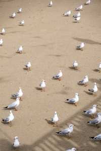在博斯騰湖餵海鷗 踩細沙 離海最遠的海