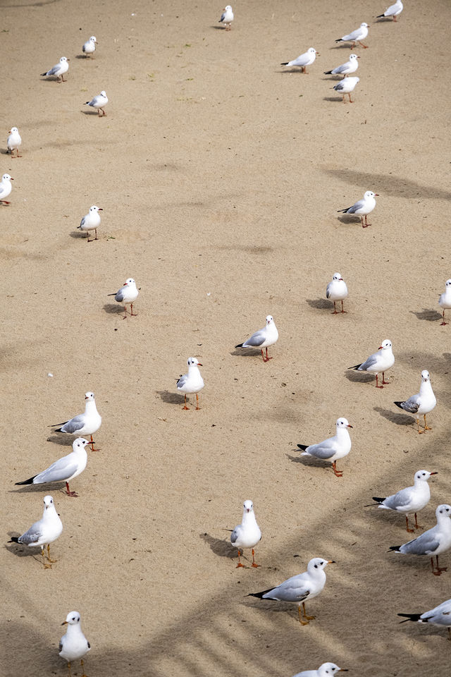 在博斯騰湖餵海鷗 踩細沙 離海最遠的海 在博斯騰湖餵海鷗 踩細沙 離海最遠的海