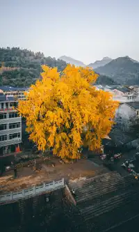 溫州這棵400年的銀杏王已經黃了，趁沒人快衝!!