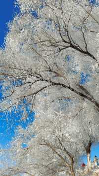 今天的吉林霧淞簡直美爆了!!!