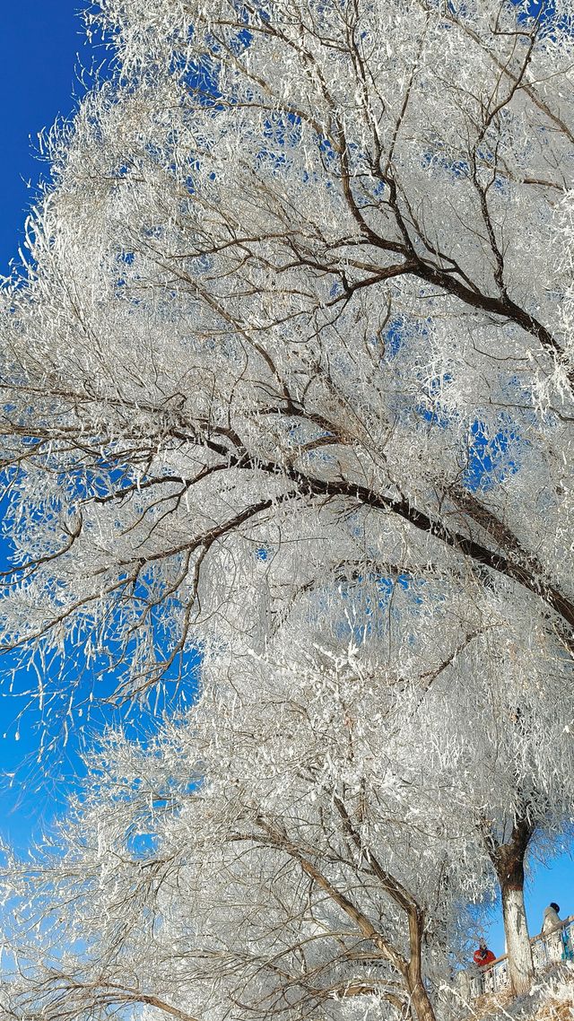 今天的吉林霧淞簡直美爆了!!! 今天的吉林霧淞簡直美爆了!!!