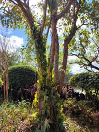 普洱山野漫步這片秘境藏滿了治癒系風景