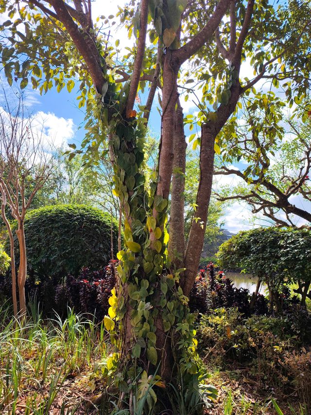 普洱山野漫步這片秘境藏滿了治癒系風景