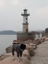 小狗和小馬一起低頭可愛鼠了！