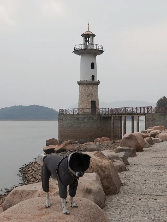 小狗和小馬一起低頭可愛鼠了！