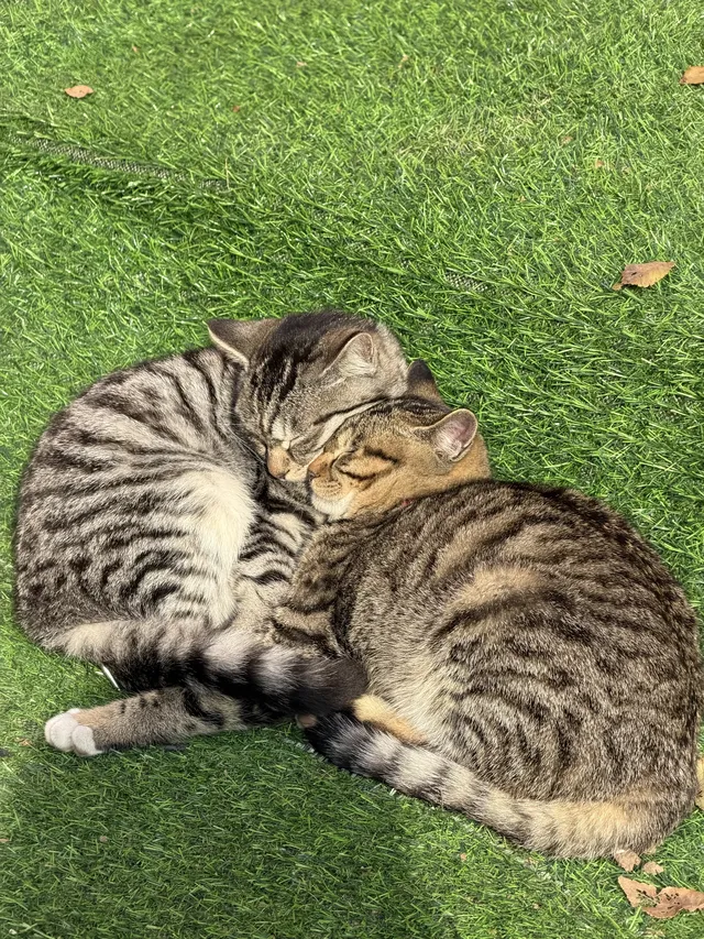 故宮 | 盛京·奉天·瀋陽