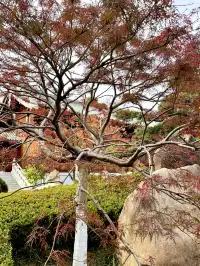 live赴一場人少景美的寶山寺唐風紅葉之約