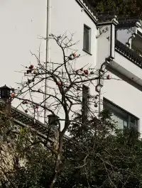 說走就走！九華山之旅