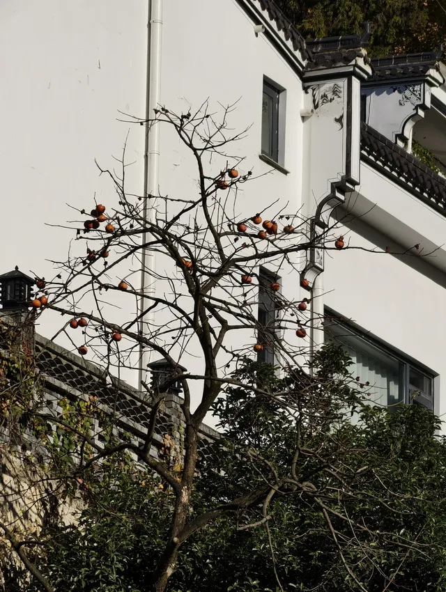 說走就走！九華山之旅