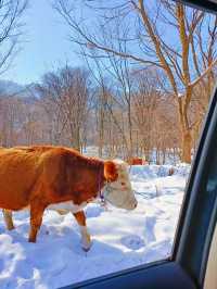 【哈爾濱·原生態雪景穿越路線】