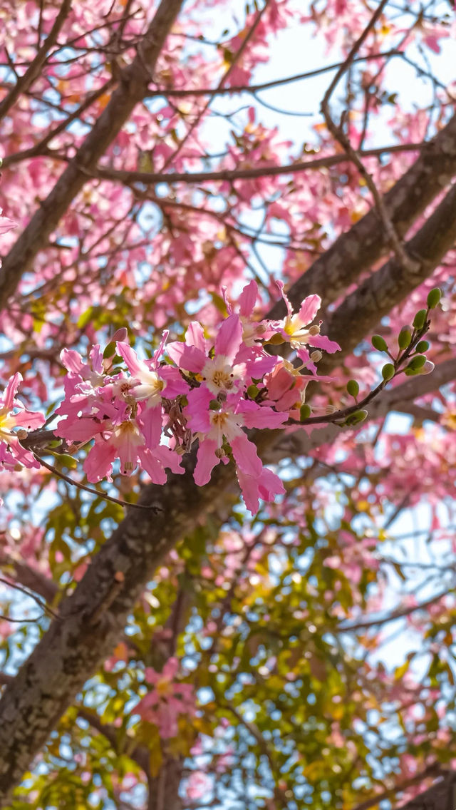廈門芳都異木棉 + 錦江住宿攻略，粉色浪漫與舒適旅居指南🩷