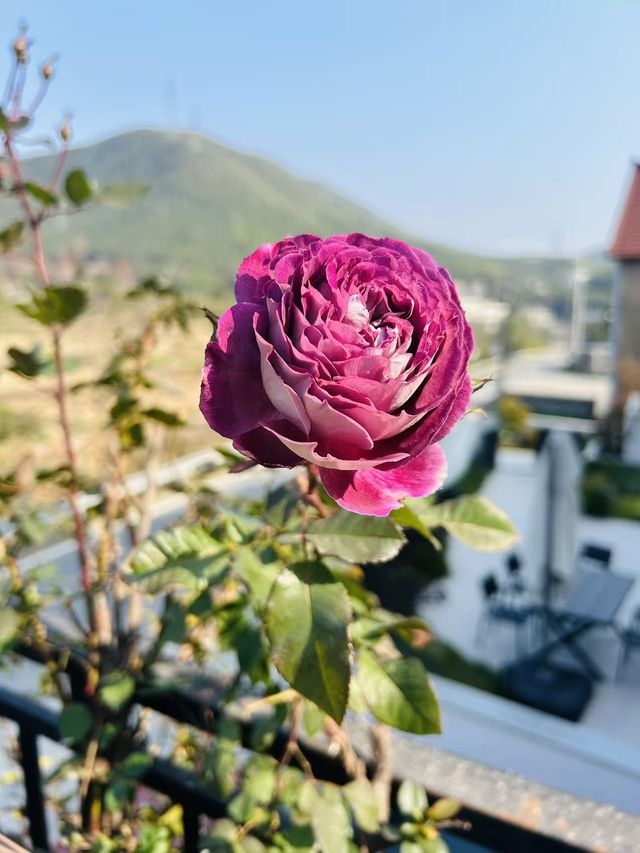 安吉跨年｜雲上草原7分鐘！包棟獨享