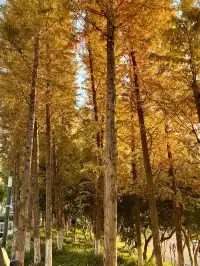 長沙賞秋超全攻略|看萬山紅遍,層林盡染