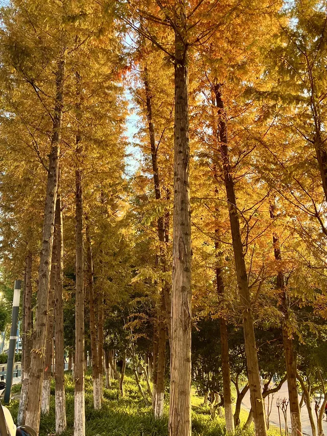 長沙賞秋超全攻略|看萬山紅遍,層林盡染 長沙賞秋超全攻略|看萬山紅遍,層林盡染