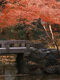 不在京都2025上海賞楓天花板