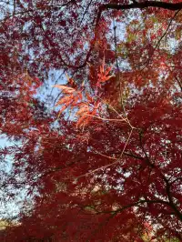 12月3日實況無濾鏡,秋意濃時楓葉紅