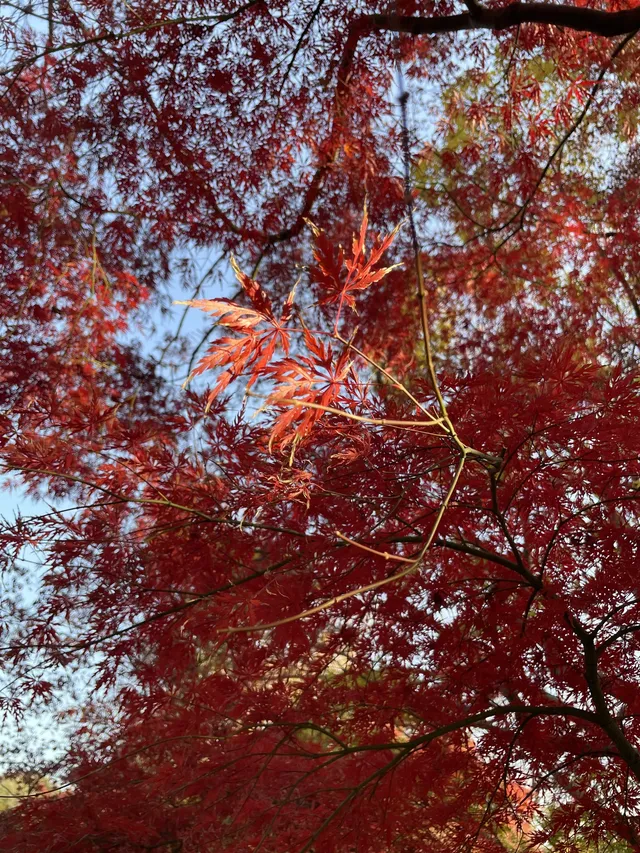 12月3日實況無濾鏡,秋意濃時楓葉紅 12月3日實況無濾鏡,秋意濃時楓葉紅