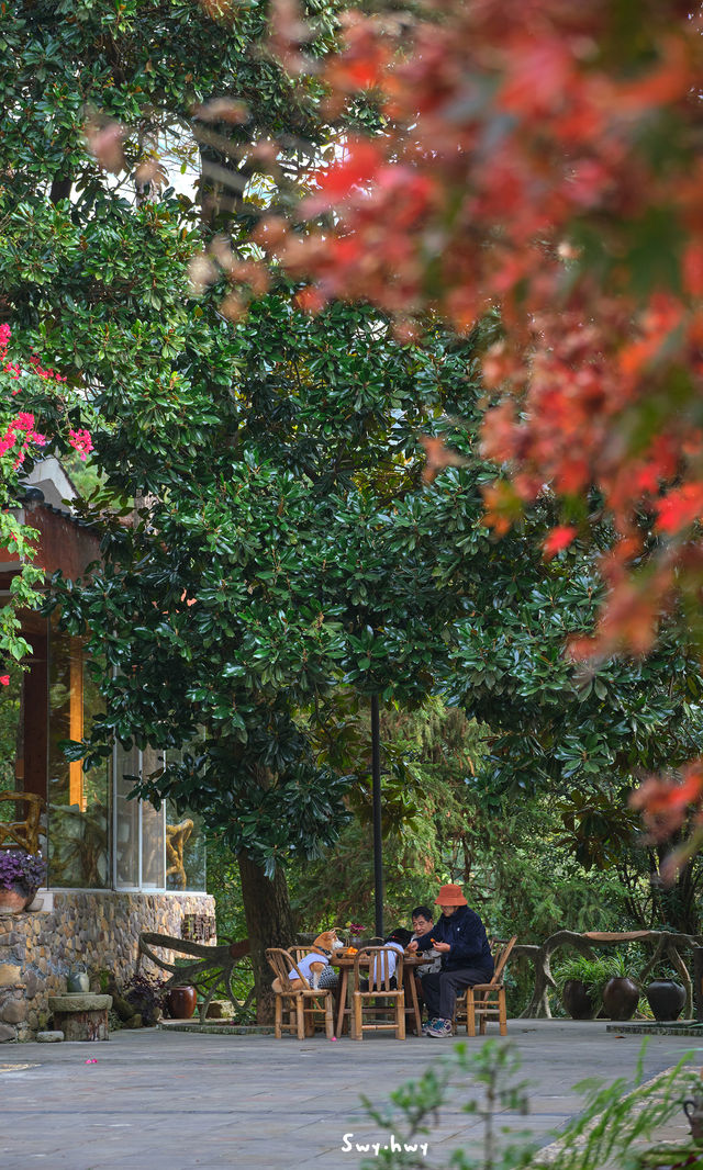 郴州資興|在森林裡遇見了東江湖晨霧 郴州資興|在森林裡遇見了東江湖晨霧