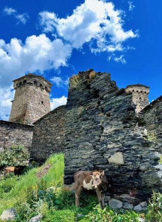 格魯吉亞 烏樹古里