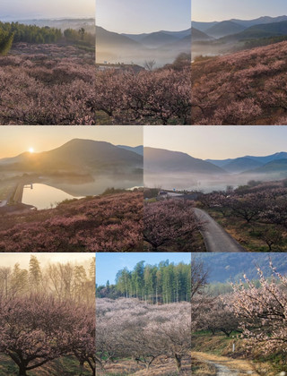 The Yixing version of a paradise on earth is now online, and the Ganli green plum blossoms have bloomed