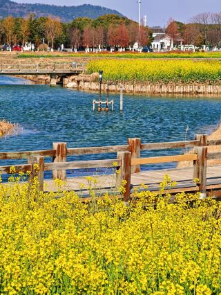 คุณเคยเห็นดอกคาโนล่าฤดูหนาวไหม