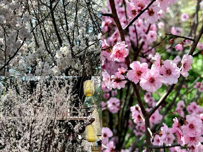 日本に飛ばなくても、シンガポールの春のピンクの霧の幻想的な世界は
