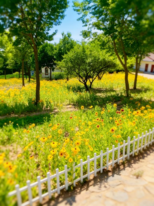 保定的花季限時浪漫這份賞花日曆快收藏!