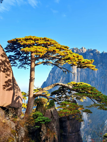 黄山：そびえ立つ奇峰と幻想的な雲海 | Trip.com 黄山