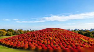 Within 2 hours from Tokyo! October-exclusive kochia red hills