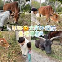 兔年好大家好探訪新界原居民