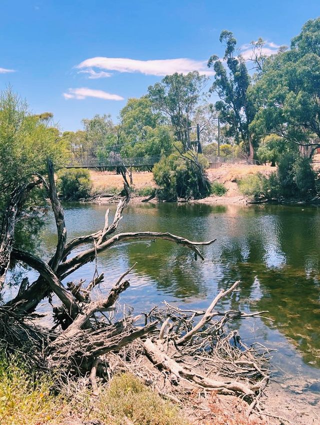 Suspension Bridge || Swing Birdge, York, WA📸